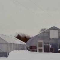 An image of the SAP's three hoop houses with feet of snow piled up on either side.